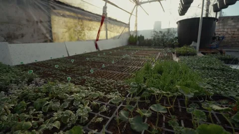 Greenhouse interior showcasing rows of seedlings and plants in trays, with Stock Footage 332723798