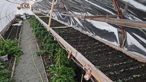 Greenhouse interior with sprouting seedlings in tidy rows Stock Footage 306460784