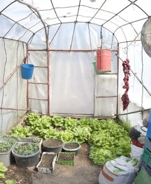 Greenhouse interiror Stock Photos