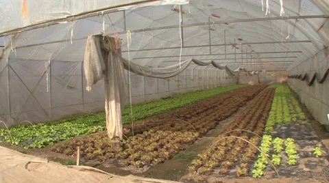 The greenhouse with lettuce Stock Footage 36977783