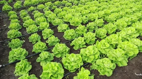 Greenhouse with lettuce Stock Footage 58857593