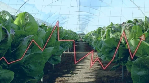 Greenhouse lettuce rows expanding, grid overlay appearing and red line chart Stock Footage 333648465