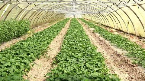 Greenhouse of melons. Stock Footage 109540209