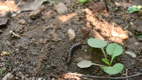 Greenhouse millipede. Stock Footage 311108231