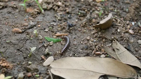 Greenhouse millipede. Vídeos de archivo 311108331