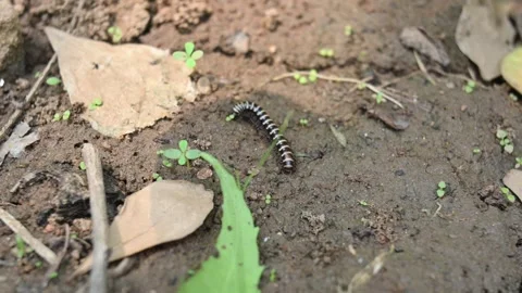 Greenhouse millipede. Vídeo Stock 311108473