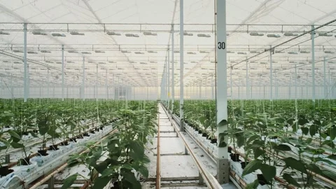 Greenhouse in the Netherlands Stock Footage 295322900