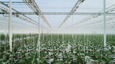Greenhouse in the Netherlands Stock Footage 295322931