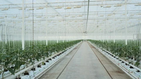 Greenhouse in the Netherlands Stock Footage 295322937