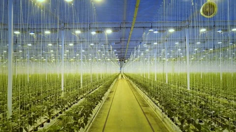 Greenhouse in the Netherlands Stock Footage 295322948