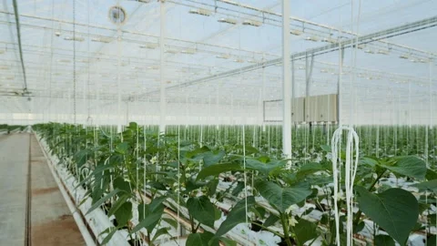 Greenhouse in the Netherlands Stock Footage 295322953