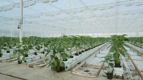 Greenhouse in the Netherlands Stock Footage 295323042
