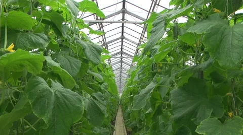 Greenhouse ogurtsov.leaves Stock Footage 61323923