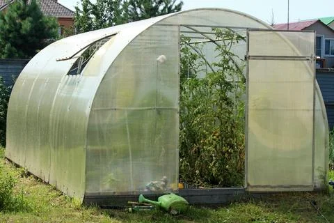 Greenhouse open with a window with tomatoes Stock Photos