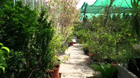 Greenhouse Pathway Stock Footage 317472716