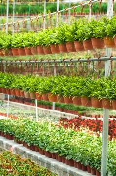 Greenhouse. Stock Photos