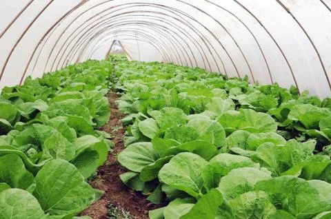 Greenhouse Foto stock