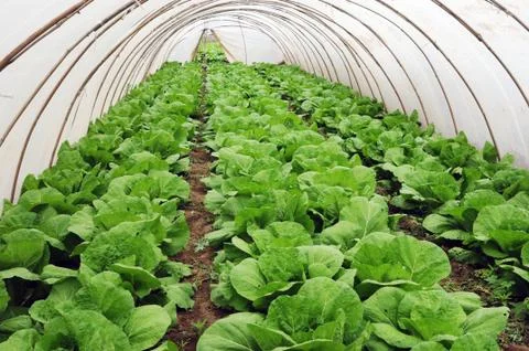 Greenhouse Stock Photos