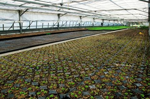 Greenhouse Stock Photos