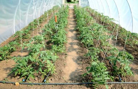 Greenhouse Stock Photos