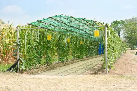 Greenhouse Stock Photos