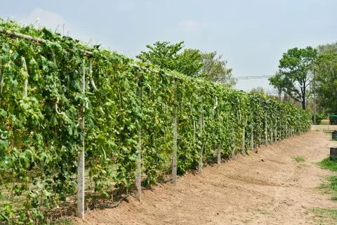 Greenhouse Stock Photos
