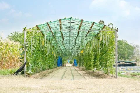 Greenhouse Stock Photos