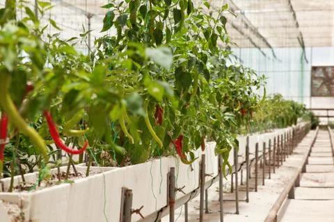 Greenhouse Stock Photos
