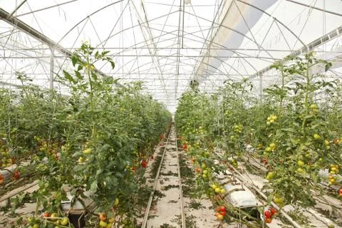 Greenhouse Stock Photos