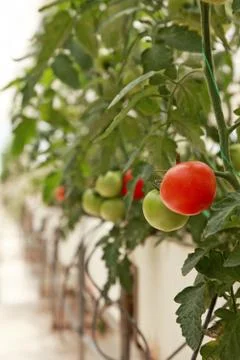 Greenhouse Stock Photos