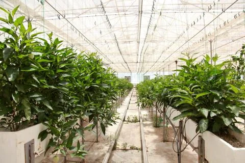 Greenhouse Stock Photos