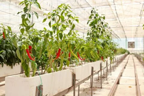 Greenhouse Stock Photos