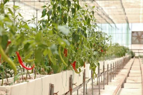 Greenhouse Stock Photos