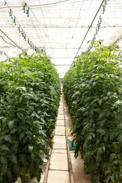 Greenhouse Stock Photos