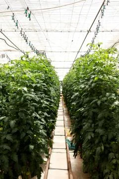 Greenhouse Stock Photos
