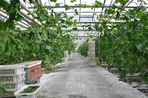 Greenhouse Stock Photos