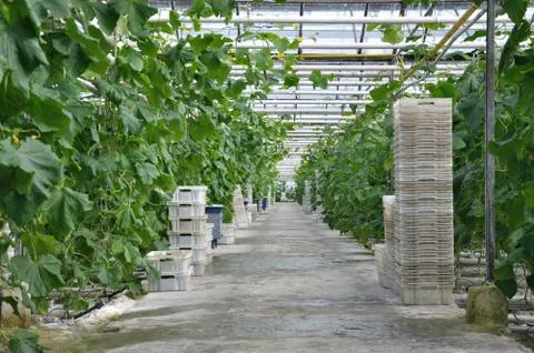 Greenhouse Stock Photos