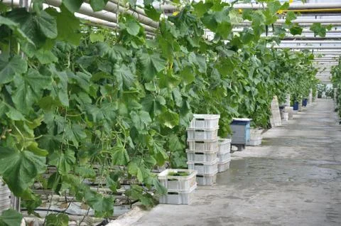 Greenhouse Stock Photos