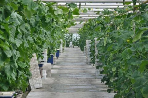 Greenhouse Stock Photos