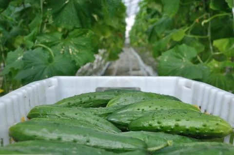 Greenhouse Stock Photos
