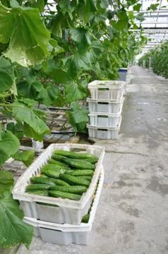 Greenhouse Stock Photos