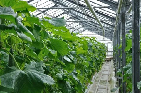 Greenhouse Stock Photos