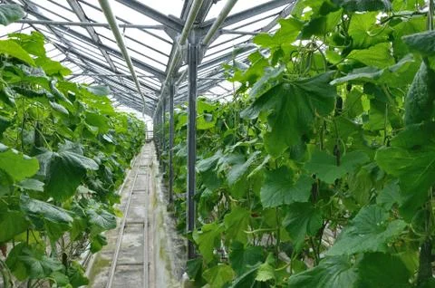 Greenhouse Stock Photos