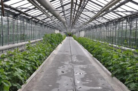 Greenhouse Stock Photos