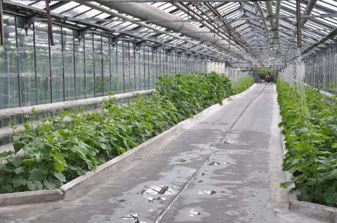 Greenhouse Foto stock