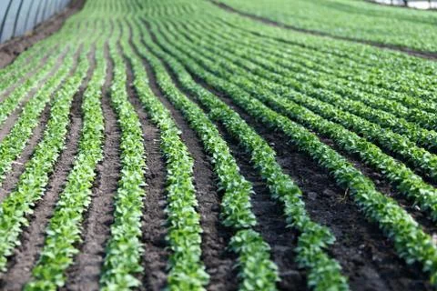 Greenhouse Stock Photos