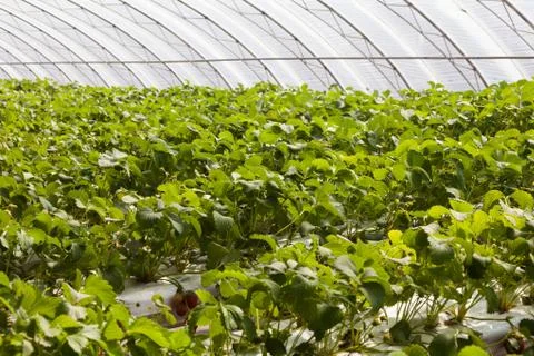 Greenhouse Stock Photos