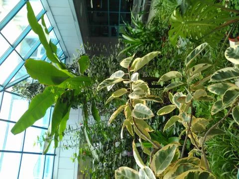Greenhouse Foto stock