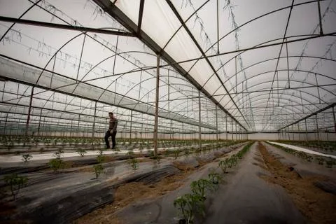 Greenhouse 库存照片