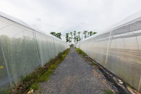 Greenhouse Stock Photos